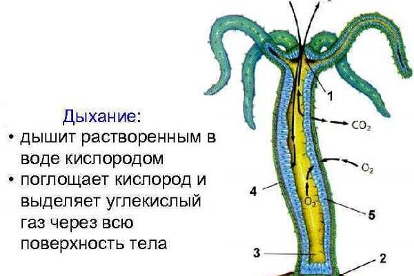 Кракен даркнет маркетплейс