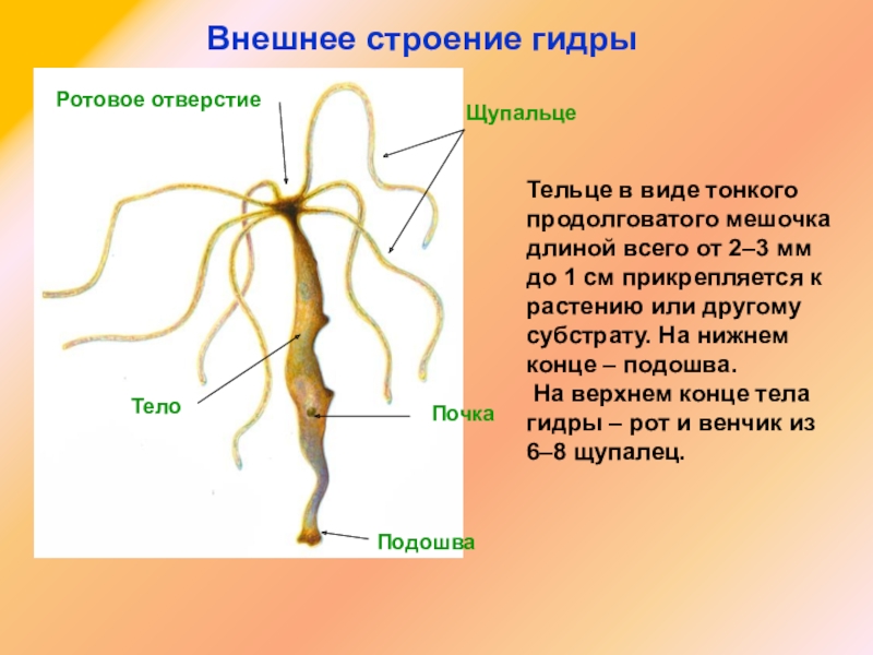 Kraken зеркало тор